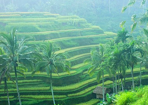 Rice fields in central Bali